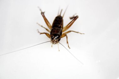 Dişi Emma Field Cricket (Teleogryllus emma), iki cerci arasında karın arkasında sivri uçlu bir uzantı (Ovipositor) ile.