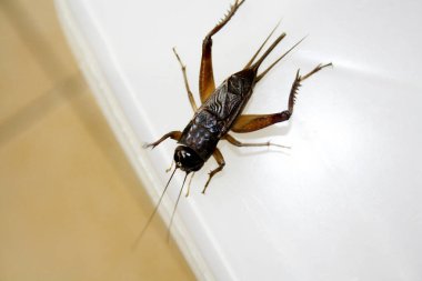 Dişi Emma Field Cricket (Teleogryllus emma), iki cerci arasında karın arkasında sivri uçlu bir uzantı (Ovipositor) ile.