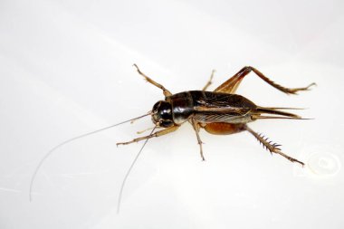 Dişi Emma Field Cricket (Teleogryllus emma), iki cerci arasında karın arkasında sivri uçlu bir uzantı (Ovipositor) ile.