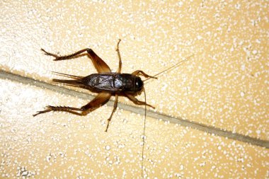 Dişi Emma Field Cricket (Teleogryllus emma), iki cerci arasında karın arkasında sivri uçlu bir uzantı (Ovipositor) ile.
