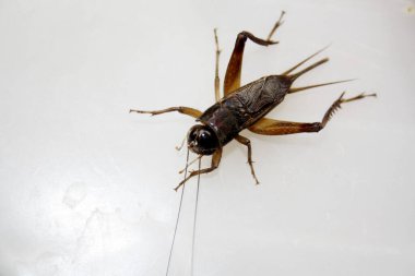 Dişi Emma Field Cricket (Teleogryllus emma), iki cerci arasında karın arkasında sivri uçlu bir uzantı (Ovipositor) ile.