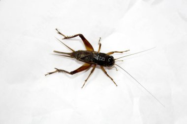 Dişi Emma Field Cricket (Teleogryllus emma), iki cerci arasında karın arkasında sivri uçlu bir uzantı (Ovipositor) ile.
