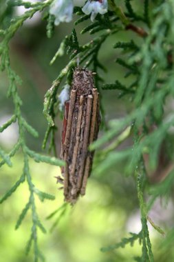 Evergreen bagworm (Thyridopteryx ephemeraeforis) konak selvi bitkisinden sarkan.