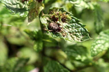 Yırtık küre örümceği (Larinioides cornutus) bir yaprağın üzerinde avını bekliyor.