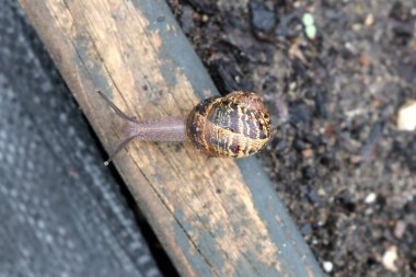 Bahçe salyangozu (Cornu aspersum) yağmurlu bir günde dışarıda eğleniyor.