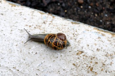 Bahçe salyangozu (Cornu aspersum) yağmurlu bir günde dışarıda eğleniyor.