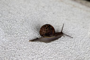 Bahçe salyangozu (Cornu aspersum) yağmurlu bir günde dışarıda eğleniyor.
