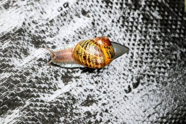Bahçe salyangozu (Cornu aspersum) yağmurlu bir günde dışarıda eğleniyor.