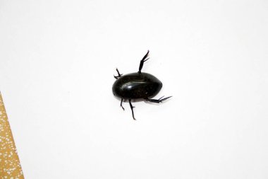 Üst yüzeyden dev siyah su böceğinin (Hydrophilus triangularis) görünümü (dorsal görünüm)).