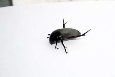 Üst yüzeyden dev siyah su böceğinin (Hydrophilus triangularis) görünümü (dorsal görünüm)).