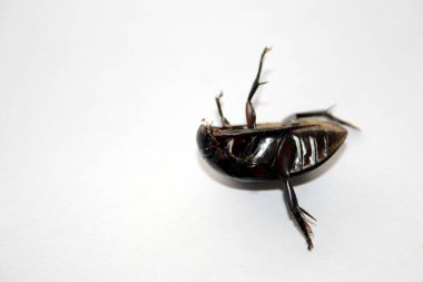Dev kara su böceğinin (Hydrophilus triangularis) alt taraftan görüntüsü (ventral görünüm)).