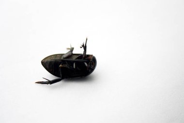 Dev kara su böceğinin (Hydrophilus triangularis) alt taraftan görüntüsü (ventral görünüm)).