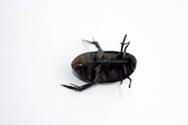 Dev kara su böceğinin (Hydrophilus triangularis) alt taraftan görüntüsü (ventral görünüm)).