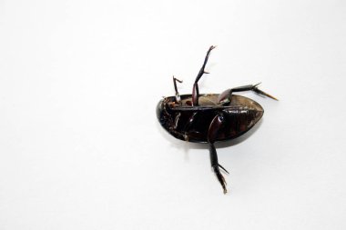 Dev kara su böceğinin (Hydrophilus triangularis) alt taraftan görüntüsü (ventral görünüm)).