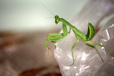 Yeşil Peygamberdevesi (Mantodea Düzeni) avını bekliyor.