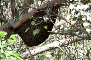 Hindistan bal arıları (Apis cerana indica) bir ağaçta asılı terk edilmiş yuva.