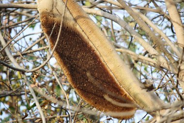 Hindistan bal arıları (Apis cerana indica) bir ağaçta asılı terk edilmiş yuva.