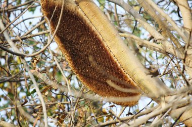 Hindistan bal arıları (Apis cerana indica) bir ağaçta asılı terk edilmiş yuva.