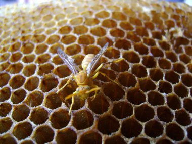 Hint Sarı Kağıt Yaban Arısı (Polistes olivaceus) yuvasına yakın çekim.