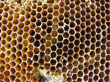 Hint Sarı Kağıt Yaban Arısı (Polistes olivaceus) yuvasına yakın çekim.