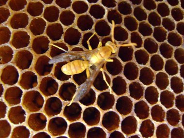 Hint Sarı Kağıt Yaban Arısı (Polistes olivaceus) yuvasına yakın çekim.