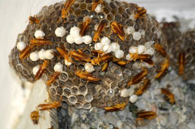 Yuvalarında açık yumurta hücreleri bulunan Hint Sarı Kağıt Arıları (Polistes olivaceus) ve içinde larva bulunan kaplamalı hücrelerdir..