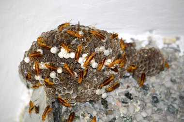 Yuvalarında açık yumurta hücreleri bulunan Hint Sarı Kağıt Arıları (Polistes olivaceus) ve içinde larva bulunan kaplamalı hücrelerdir..