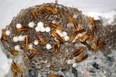 Yuvalarında açık yumurta hücreleri bulunan Hint Sarı Kağıt Arıları (Polistes olivaceus) ve içinde larva bulunan kaplamalı hücrelerdir..