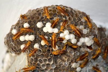 Yuvalarında açık yumurta hücreleri bulunan Hint Sarı Kağıt Arıları (Polistes olivaceus) ve içinde larva bulunan kaplamalı hücrelerdir..
