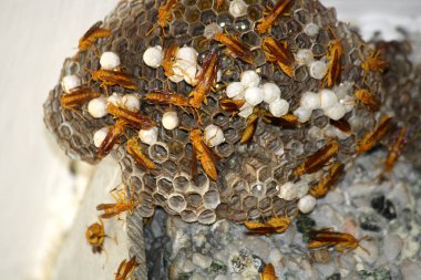 Yuvalarında açık yumurta hücreleri bulunan Hint Sarı Kağıt Arıları (Polistes olivaceus) ve içinde larva bulunan kaplamalı hücrelerdir..