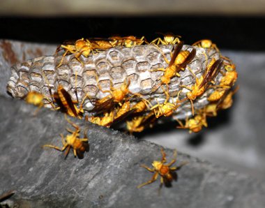 Yuvalarında açık yumurta hücreleri bulunan Hint Sarı Kağıt Arıları (Polistes olivaceus) ve içinde larva bulunan kaplamalı hücrelerdir..
