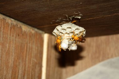 Yuvalarında açık yumurta hücreleri bulunan Hint Sarı Kağıt Arıları (Polistes olivaceus) ve içinde larva bulunan kaplamalı hücrelerdir..