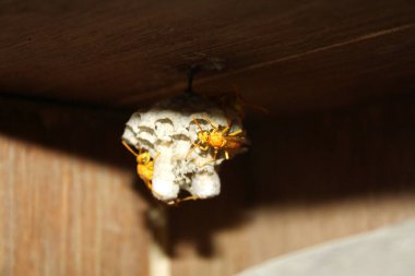Yuvalarında açık yumurta hücreleri bulunan Hint Sarı Kağıt Arıları (Polistes olivaceus) ve içinde larva bulunan kaplamalı hücrelerdir..