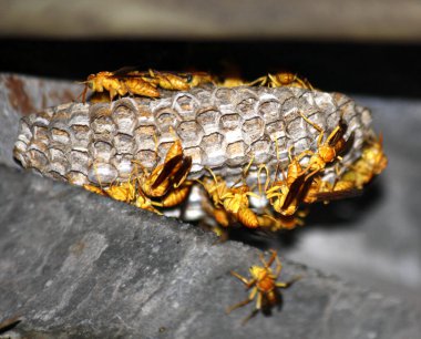 Yuvalarında açık yumurta hücreleri bulunan Hint Sarı Kağıt Arıları (Polistes olivaceus) ve içinde larva bulunan kaplamalı hücrelerdir..