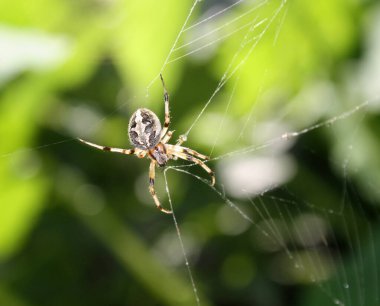 Kayıp sektör küre dokumacı Örümcek (Zygiella x-notata) ağında avını bekliyor.