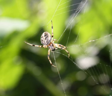 Kayıp sektör küre dokumacı Örümcek (Zygiella x-notata) ağında avını bekliyor.