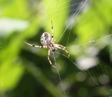 Kayıp sektör küre dokumacı Örümcek (Zygiella x-notata) ağında avını bekliyor.