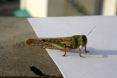 Doğulu göçmen çekirge (Locusta migratoria manilensis) sabah güneşinin tadını çıkarıyor.