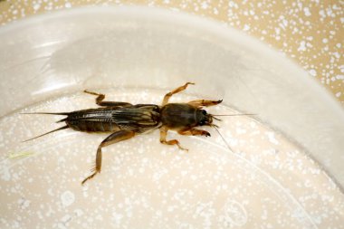 Doğulu köstebek cırcır böceği (Gryllotalpa orientalis) cam bir kapta kapana kısılmış..