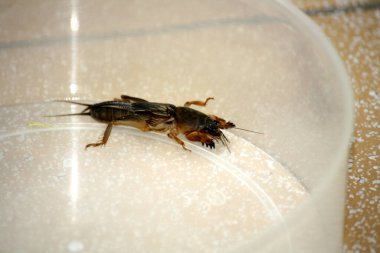 Doğulu köstebek cırcır böceği (Gryllotalpa orientalis) cam bir kapta kapana kısılmış..