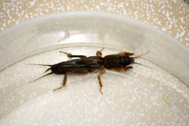 Doğulu köstebek cırcır böceği (Gryllotalpa orientalis) cam bir kapta kapana kısılmış..