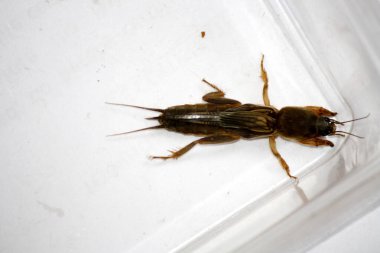 Doğulu köstebek cırcır böceği (Gryllotalpa orientalis) cam bir kapta kapana kısılmış..