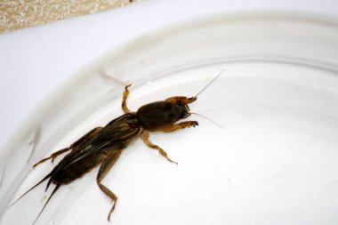 Doğulu köstebek cırcır böceği (Gryllotalpa orientalis) cam bir kapta kapana kısılmış..