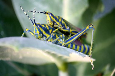 Boyalı çekirgeler (Poekilocerus pictus) taç çiçeği yaprağı üzerinde çiftleşirler..