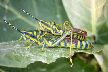 Boyalı çekirgeler (Poekilocerus pictus) taç çiçeği yaprağı üzerinde çiftleşirler..