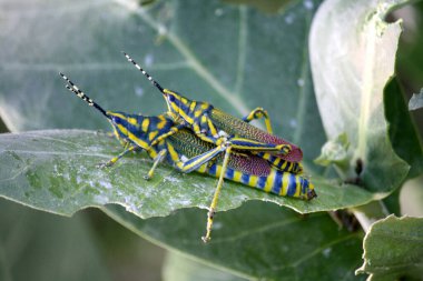 Boyalı çekirgeler (Poekilocerus pictus) taç çiçeği yaprağı üzerinde çiftleşirler..