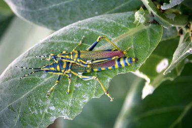 Boyalı çekirgeler (Poekilocerus pictus) taç çiçeği yaprağı üzerinde çiftleşirler..