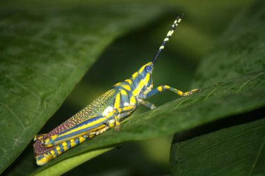 Plumeria yaprağının üzerinde oturan boyanmış çekirge (Poekilocerus pictus).