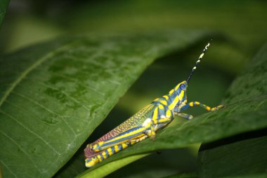 Plumeria yaprağının üzerinde oturan boyanmış çekirge (Poekilocerus pictus).