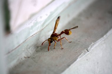 Çamur yuvasını kırmızı ve sarı çömlekçi yaban arısı (Delta pyriforme) inşa ediyor..
